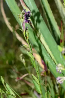 Schwenckia curviflora Benth.