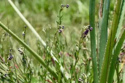 Schwenckia curviflora Benth.