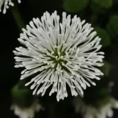 Gymnocoronis spilanthoides DC.