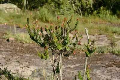 Agarista chlorantha (Cham.) G.Don