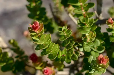 Agarista chlorantha (Cham.) G.Don