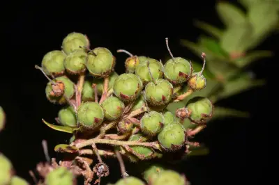 Agarista chlorantha (Cham.) G.Don