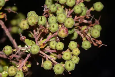 Agarista chlorantha (Cham.) G.Don