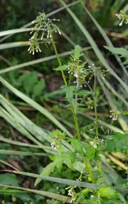 Erechtites valerianifolius (Link ex Spreng.) DC.
