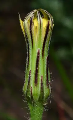 Hypochaeris pampasica Cabrera