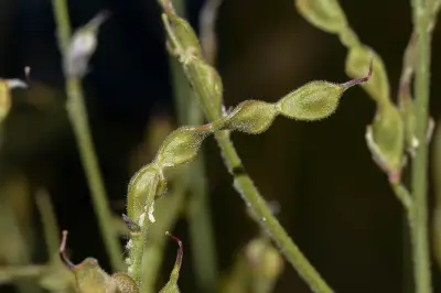 Desmodium arechavaletae Burkart