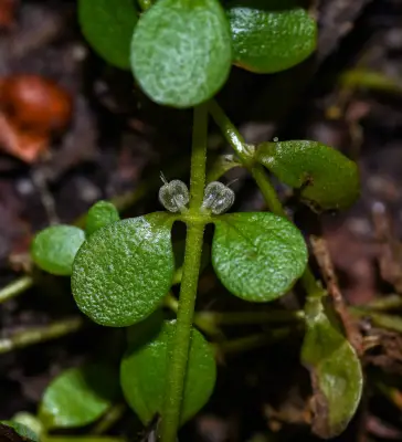 Callitriche rimosa Fassett