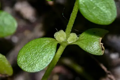 Callitriche rimosa Fassett