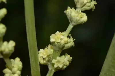 Valeriana polystachya Sm.