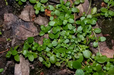 Callitriche rimosa Fassett