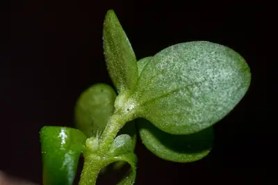 Callitriche rimosa Fassett