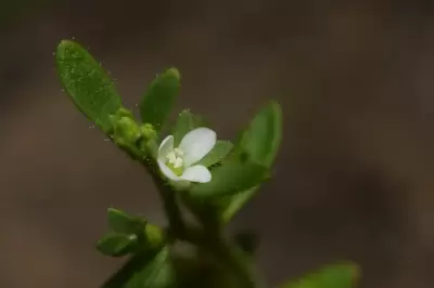 Veronica peregrina L.