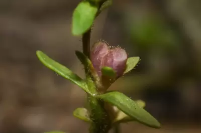 Veronica peregrina L.