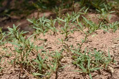 Amaranthus muricatus (Moq.) Hieron.