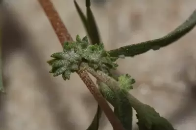 Atriplex montevidensis Spreng.