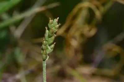 Plantago heterophylla Nutt.