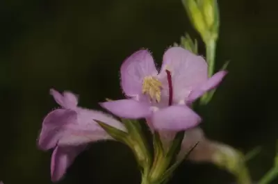 Agalinis communis (Cham. & Schltdl.) D'Arcy