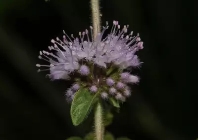 Mentha pulegium L.
