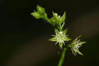 Chiropetalum griseum Griseb.