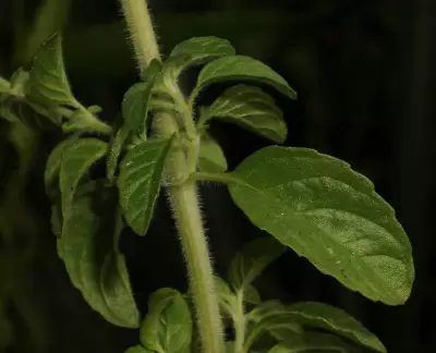 Mentha pulegium L.