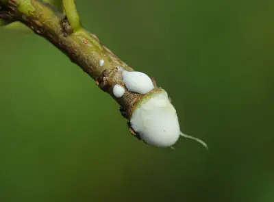 Sapium glandulosum (L.) Morong