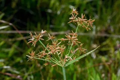 Cyperus haspan L.
