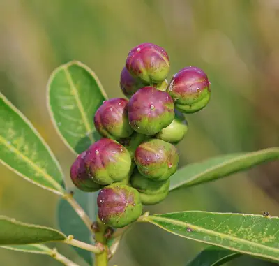 Sapium glandulosum (L.) Morong