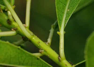 Sapium glandulosum (L.) Morong