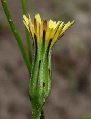 Hypochaeris tropicalis Cabrera