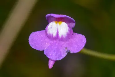 Utricularia tridentata Sylvén