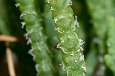 Salicornia ambigua Michx.