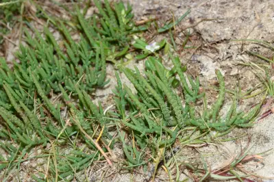 Salicornia ambigua Michx.