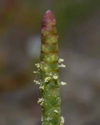 Salicornia ambigua Michx.
