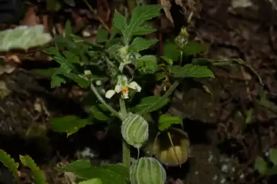 Blumenbachia latifolia Cambess.