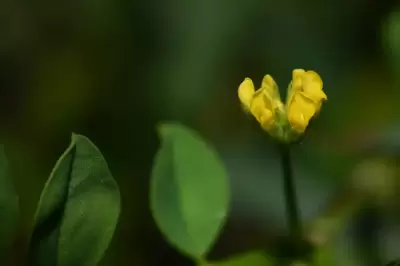 Ornithopus micranthus (Benth.) Arechav.