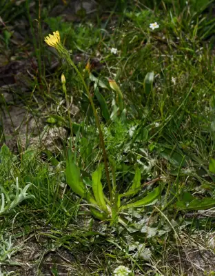 Hypochaeris petiolaris (Hook. & Arn.) Griseb.