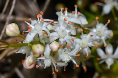 Asparagus densiflorus (Kunth) Jessop