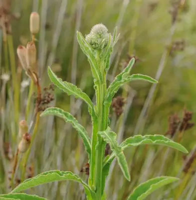 Stenachaenium megapotamicum (Spreng.) Baker