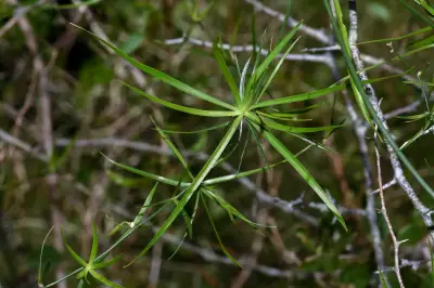 Herreria bonplandii Lecomte