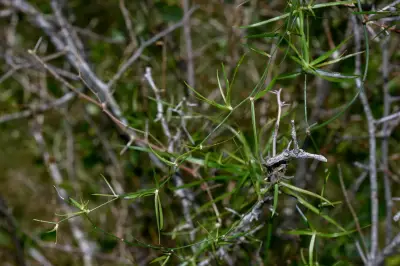 Herreria bonplandii Lecomte