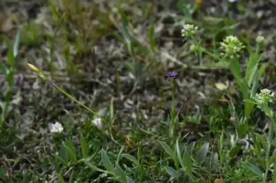 Sisyrinchium minutiflorum Klatt