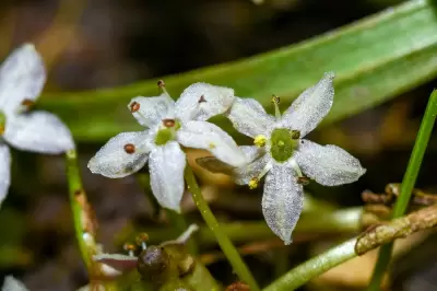 Hydrocotyle cryptocarpa Speg.