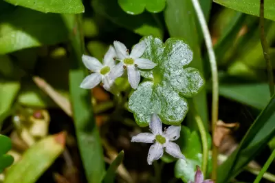 Hydrocotyle cryptocarpa Speg.