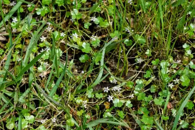 Hydrocotyle cryptocarpa Speg.