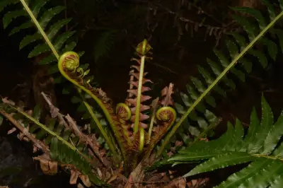 Neoblechnum brasiliense (Desv.) Gasper & V.A.O.Dittrich