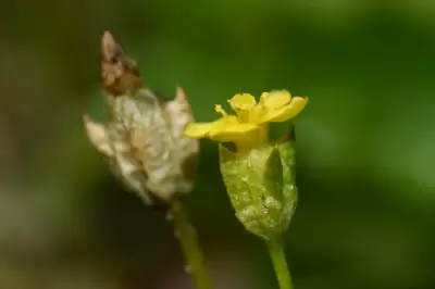 Cicendia quadrangularis (Dombey ex Lam.) Griseb.