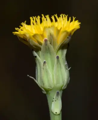 Hypochaeris glabra L.