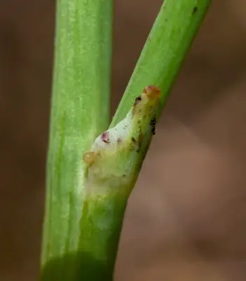 Hypochaeris glabra L.