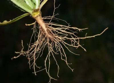 Hypochaeris glabra L.