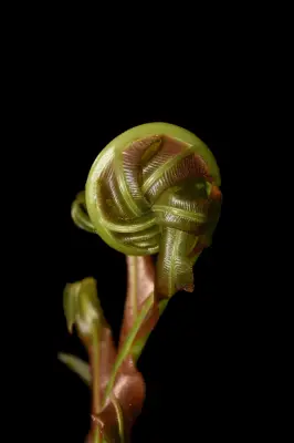 Neoblechnum brasiliense (Desv.) Gasper & V.A.O.Dittrich